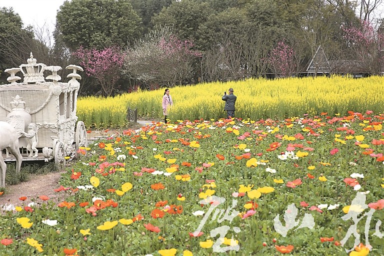 鲜花盛开吸引市民前来观赏 3月4日,阳光灿烂。来凤街道来凤村,炫彩万木园开园接待游客。从重庆主城和璧山城区等地赶来的游客,购票入园,在春日的阳光下享受美景。 园内,数十对新人,在花丛中、亭廊里,摆出各种甜蜜的姿势,留下美好的瞬间。 花木产业的转型,转出了美好的前景。来凤村村委会主任周培伦说,来凤村的花儿盛开不败! 抢手花木竟嫁不出去 早在10年前,我们村就有2000余亩地被流转出来种植花木。周培伦介绍,当时,重庆市园林绿化服务中心到村里来通过流转等方式,建起种植蝴蝶兰等花卉