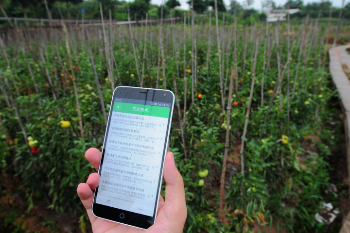 种植户用手机APP查看蔬菜种植技术。.JPG