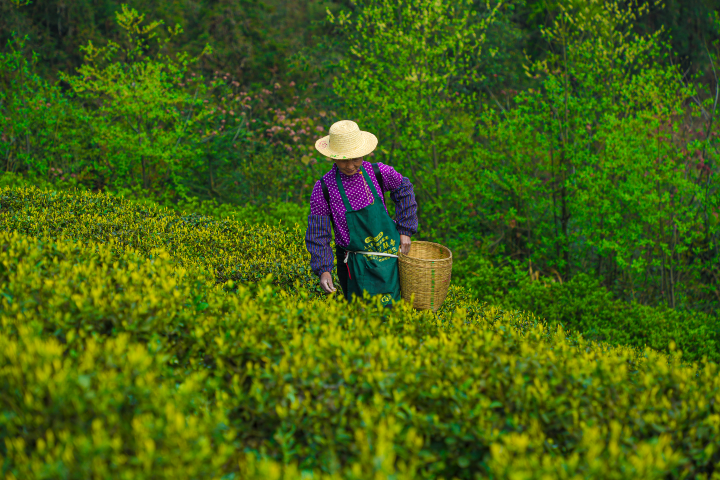 正在采摘茶叶的村民.jpg