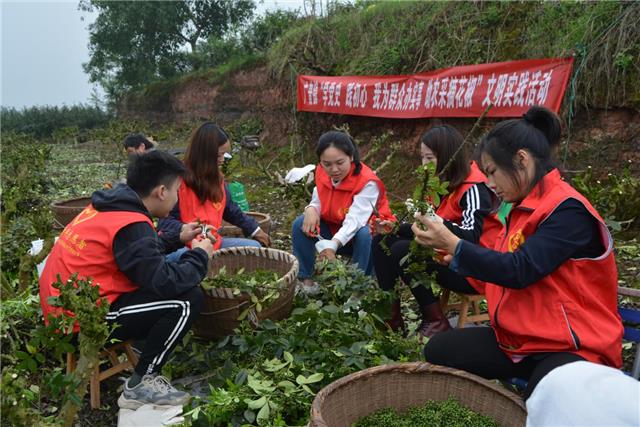 广普党员、志愿者帮助农户采摘花椒_00004.jpg