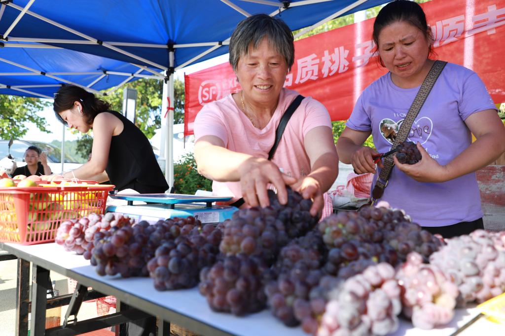 葡萄经过不断改良，在果形、口味上有了很大的提升