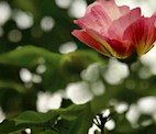 4日5时28分“立春”