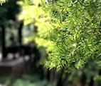 “立春”习俗
