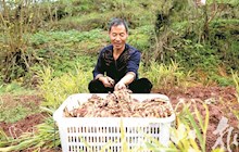 八塘镇贫困户种植生姜增收