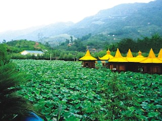 荷花池